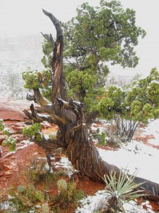 tree at sedona vortexes