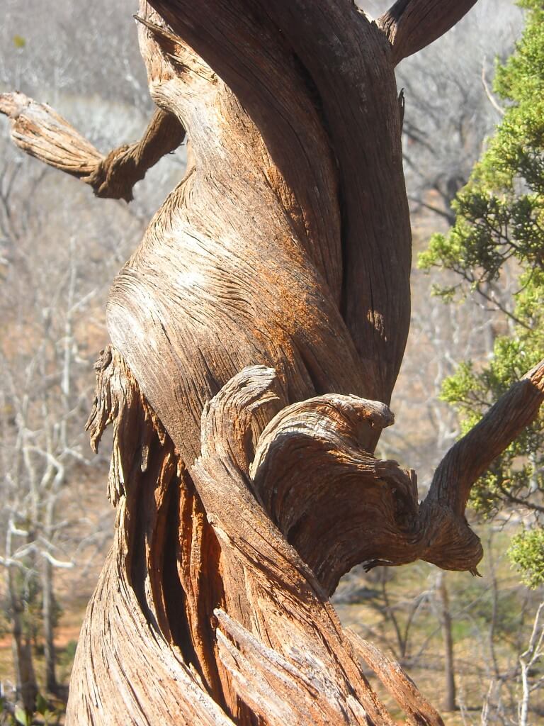 twisting tree at sedona vortexes